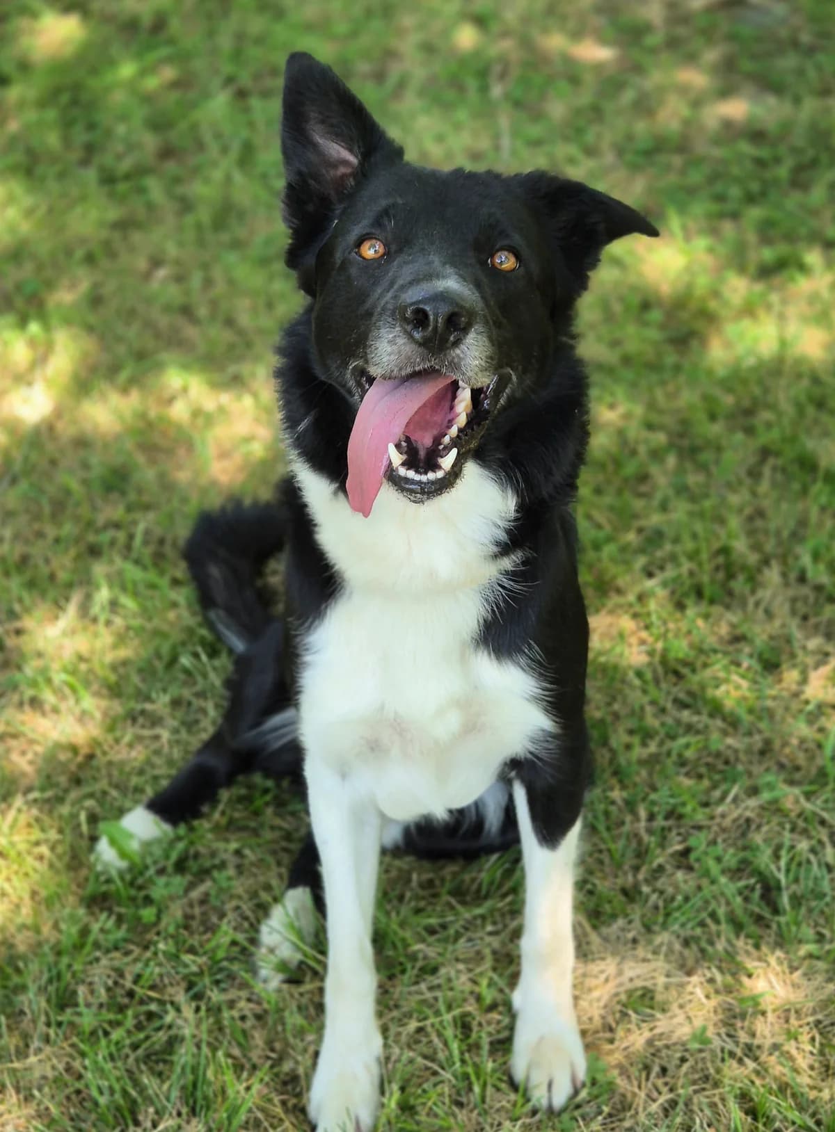 URIOS, male 3yo Border Collie for adoption at SPA 65 Tarbes, Tarbes
