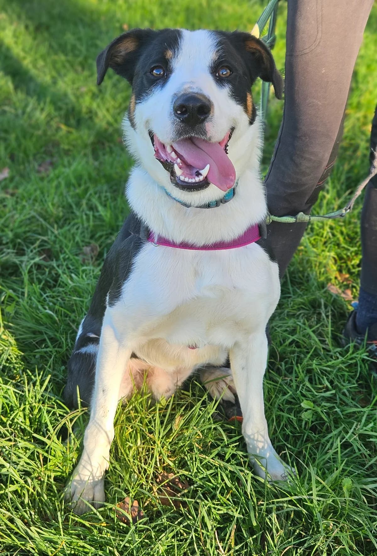 VOLT, male 3yo Border Collie for adoption at SPA 65 Tarbes, Tarbes