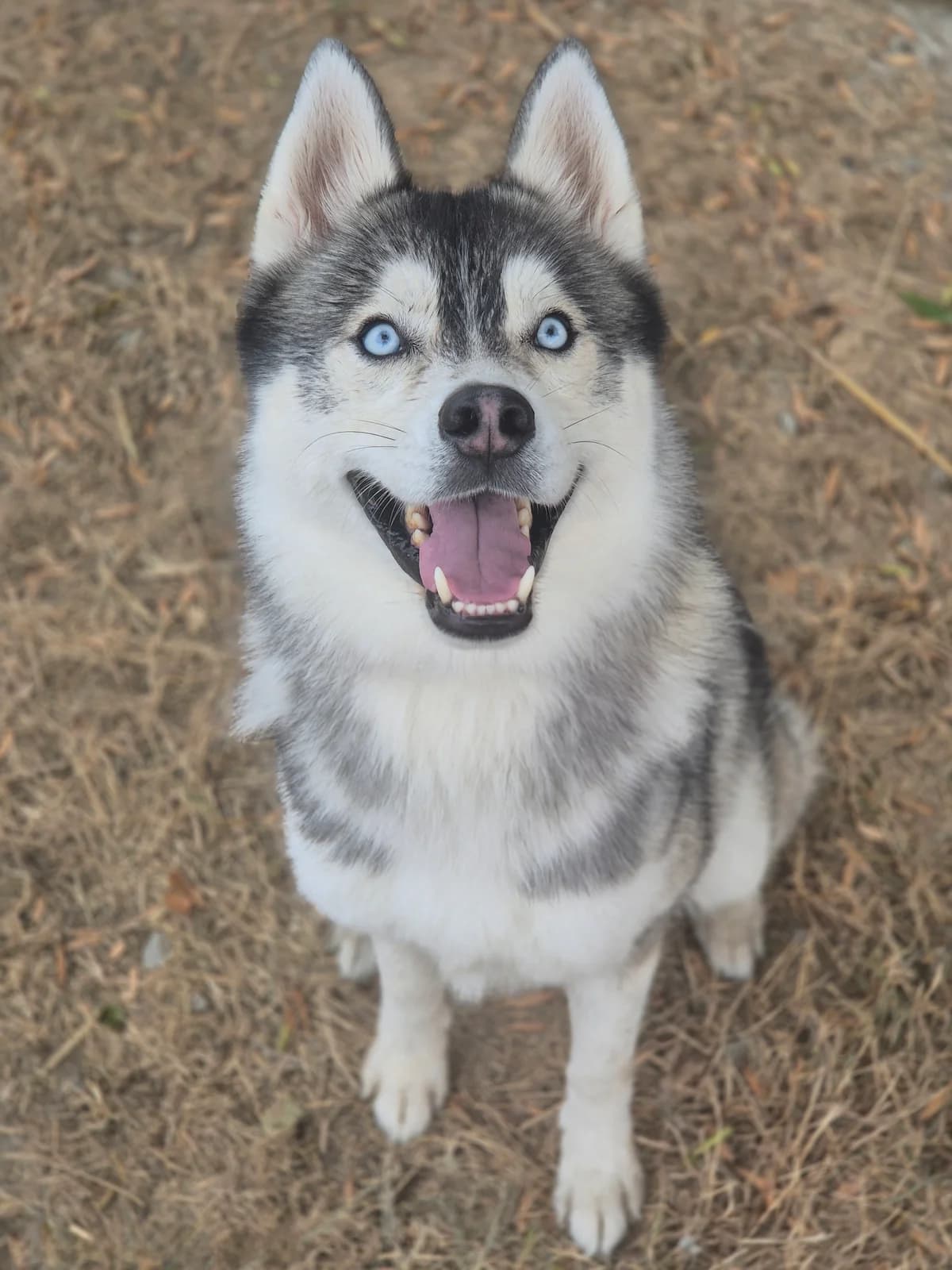VOLT, male young Husky for adoption at SPA 65 Tarbes, Tarbes