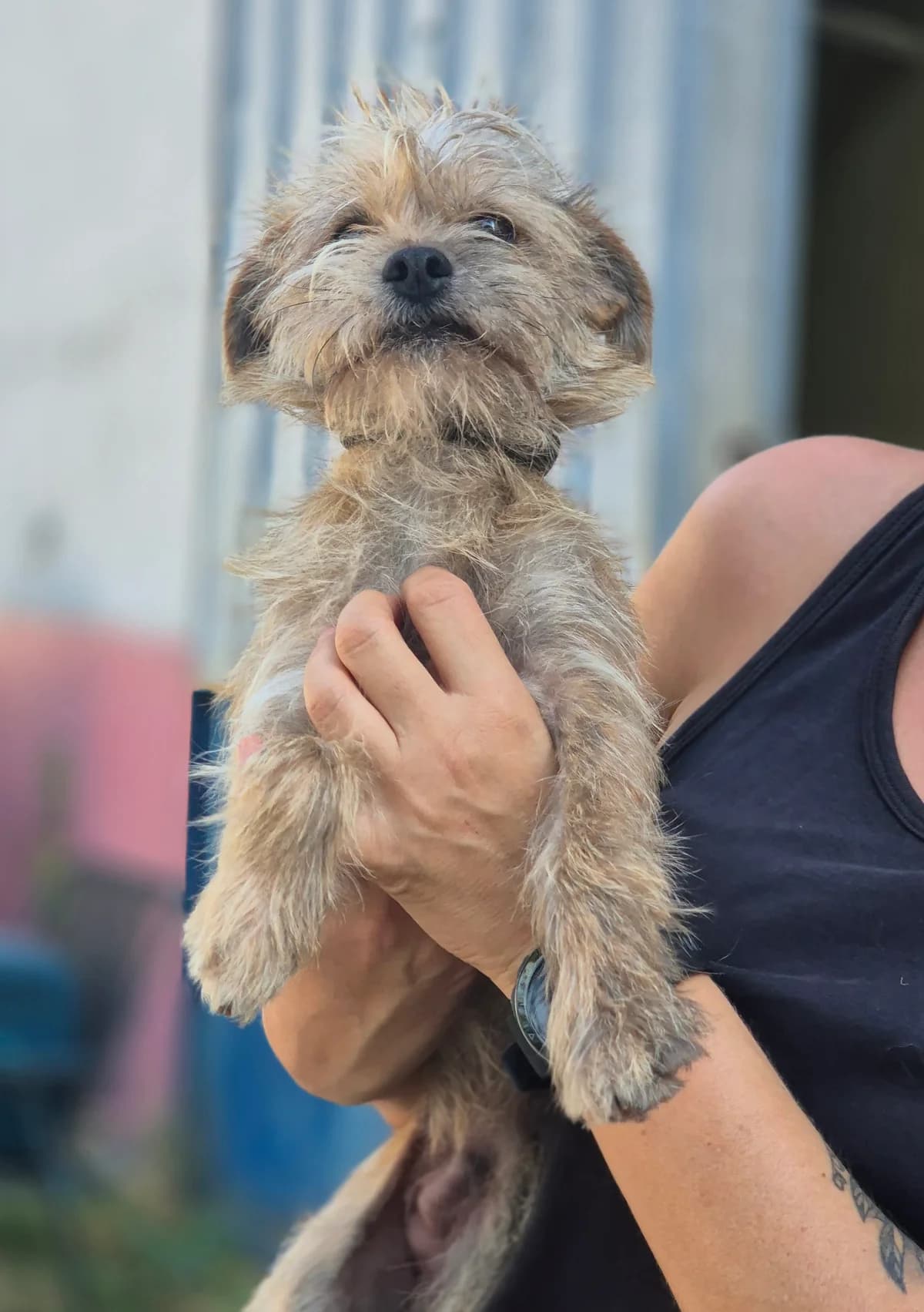 YUKI, Yorkshire Terrier (SPA 65 Tarbes)
