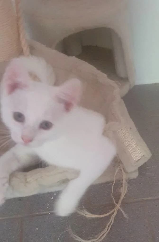 Alaska, male Mixed Breed for adoption at SPA de la Haute-Vienne, Couzeix