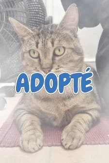 Alvin, male European Shorthair for adoption at SPA de la Haute-Vienne, Couzeix — photo 8 of 9