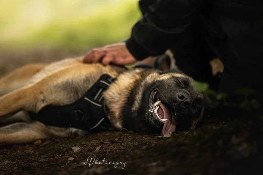 Andy, male Belgian Malinois for adoption at SPA de la Haute-Vienne, Couzeix