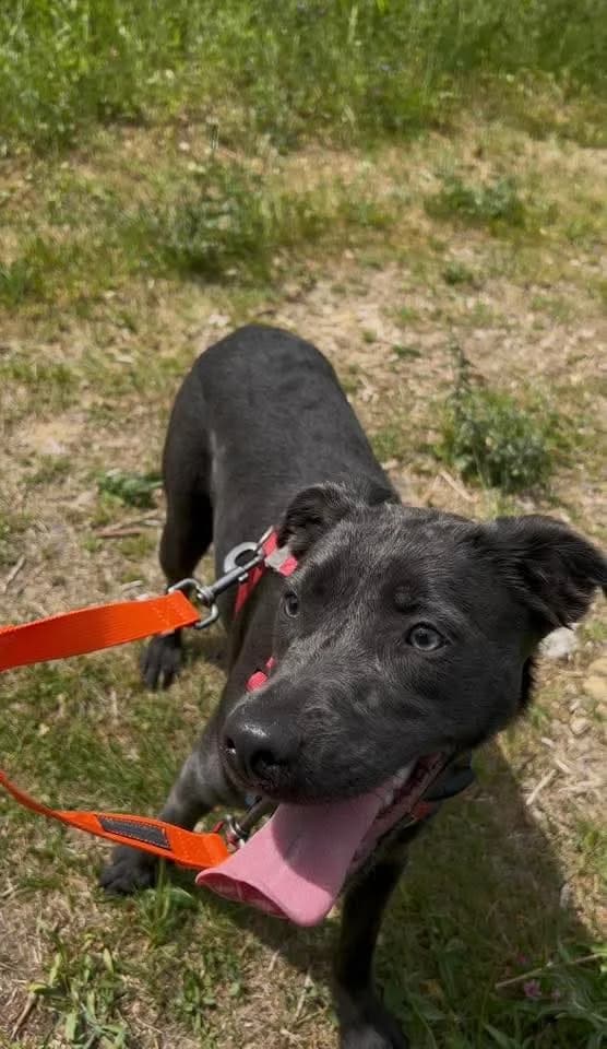 Ange, female Mixed Breed for adoption at SPA de la Haute-Vienne, Couzeix
