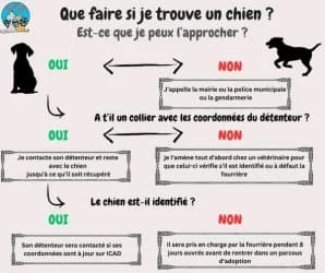 Vous avez trouvé un animal,  Mixed Breed for adoption at SPA de la Haute-Vienne, Couzeix — photo 8 of 8