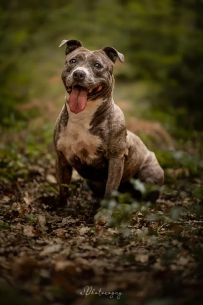 Anita, female American Staffordshire Terrier for adoption at SPA de la Haute-Vienne, Couzeix