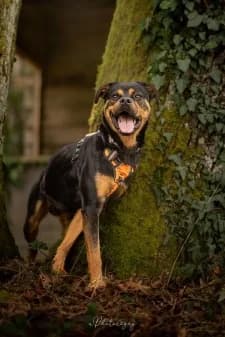 Apache, male young Rottweiler for adoption at SPA de la Haute-Vienne, Couzeix