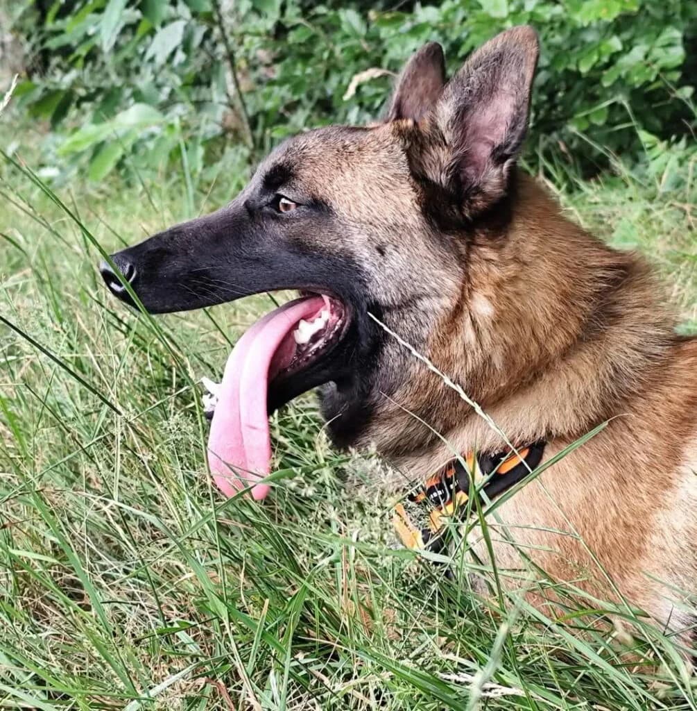 Aspen, male Mixed Breed for adoption at SPA de la Haute-Vienne, Couzeix