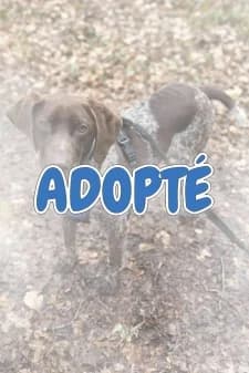 Atoll, male Pointer for adoption at SPA de la Haute-Vienne, Couzeix — photo 8 of 9