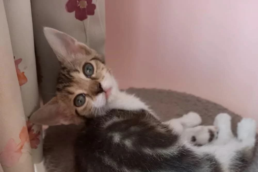 Babiole, female Mixed Breed for adoption at SPA de la Haute-Vienne, Couzeix