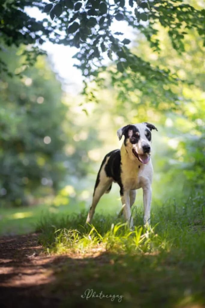 Ballsy, male Mixed Breed for adoption at SPA de la Haute-Vienne, Couzeix