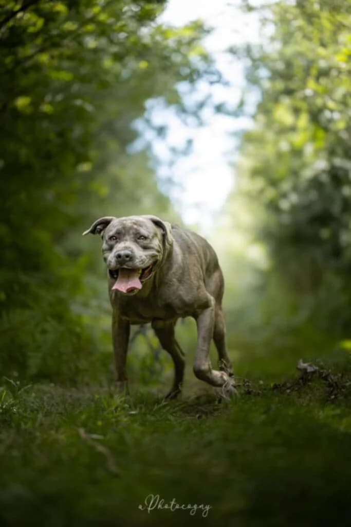 Balto, male Cane Corso for adoption at SPA de la Haute-Vienne, Couzeix