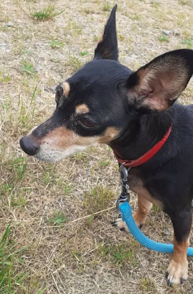 Bella, female Mixed Breed for adoption at SPA de la Haute-Vienne, Couzeix