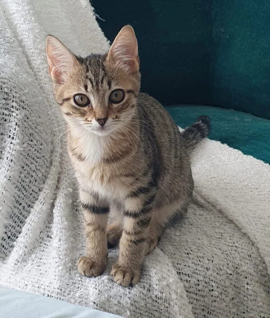Bentley, male Mixed Breed for adoption at SPA de la Haute-Vienne, Couzeix