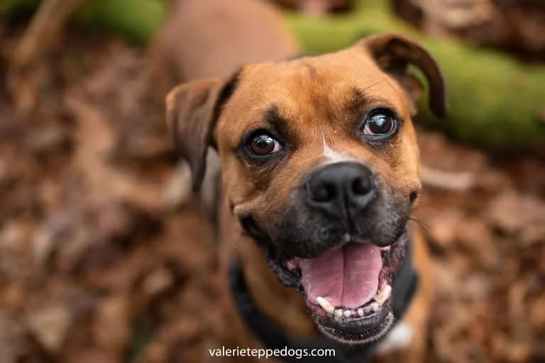 Bill, male Mixed Breed for adoption at SPA de la Haute-Vienne, Couzeix