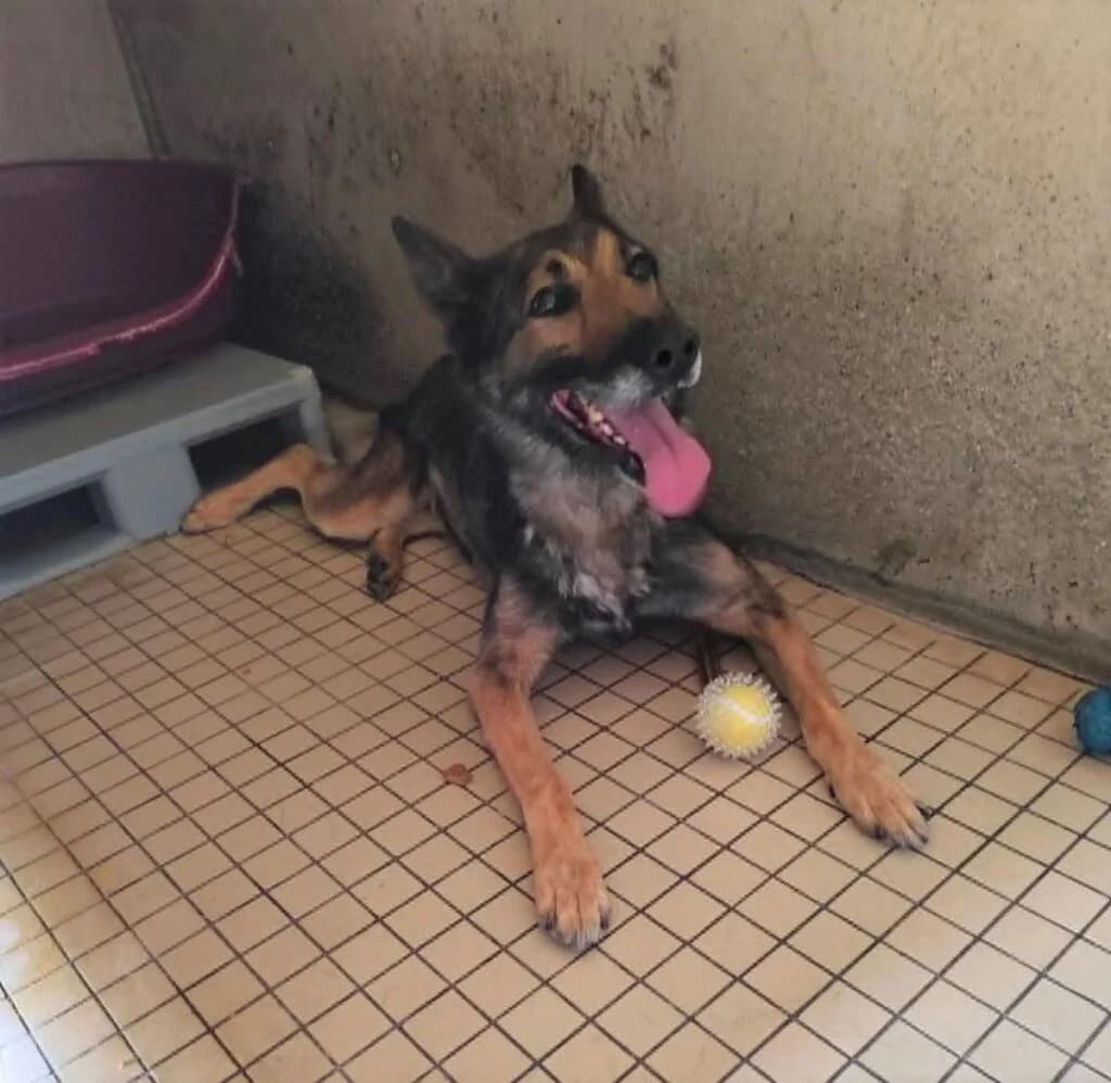 Bliss, Mixed Breed (SPA de la Haute-Vienne)