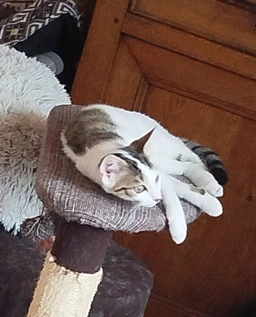 Bloom, female Mixed Breed for adoption at SPA de la Haute-Vienne, Couzeix