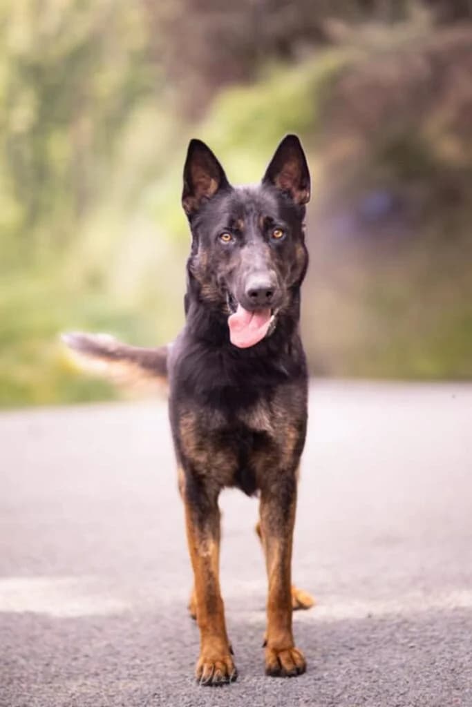 Bobby, male Mixed Breed for adoption at SPA de la Haute-Vienne, Couzeix
