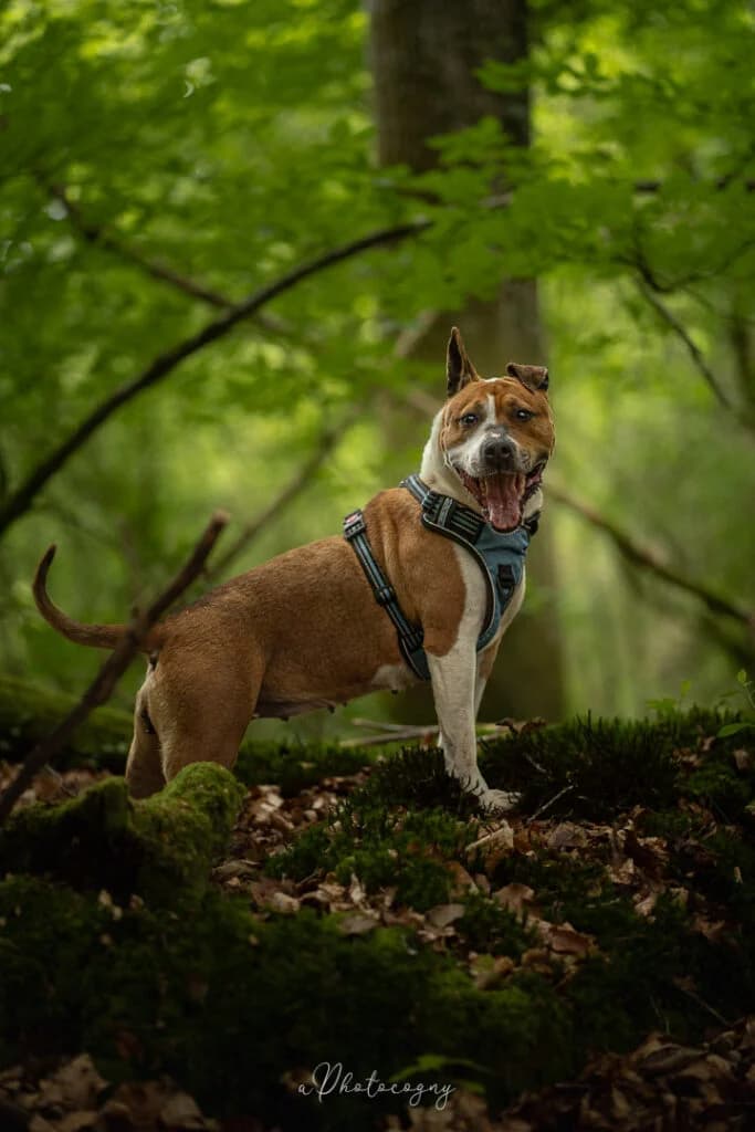 Bonnie, female American Staffordshire Terrier for adoption at SPA de la Haute-Vienne, Couzeix
