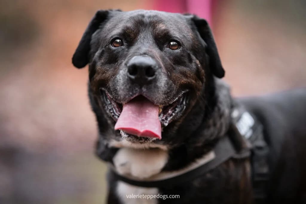 Boris, male Cane Corso for adoption at SPA de la Haute-Vienne, Couzeix
