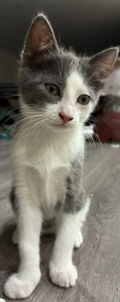 Bounty, female Mixed Breed for adoption at SPA de la Haute-Vienne, Couzeix