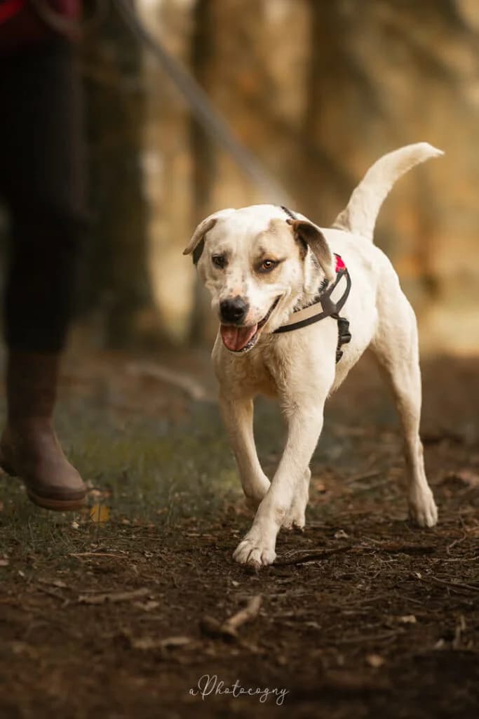 Brasen, male Border Collie for adoption at SPA de la Haute-Vienne, Couzeix