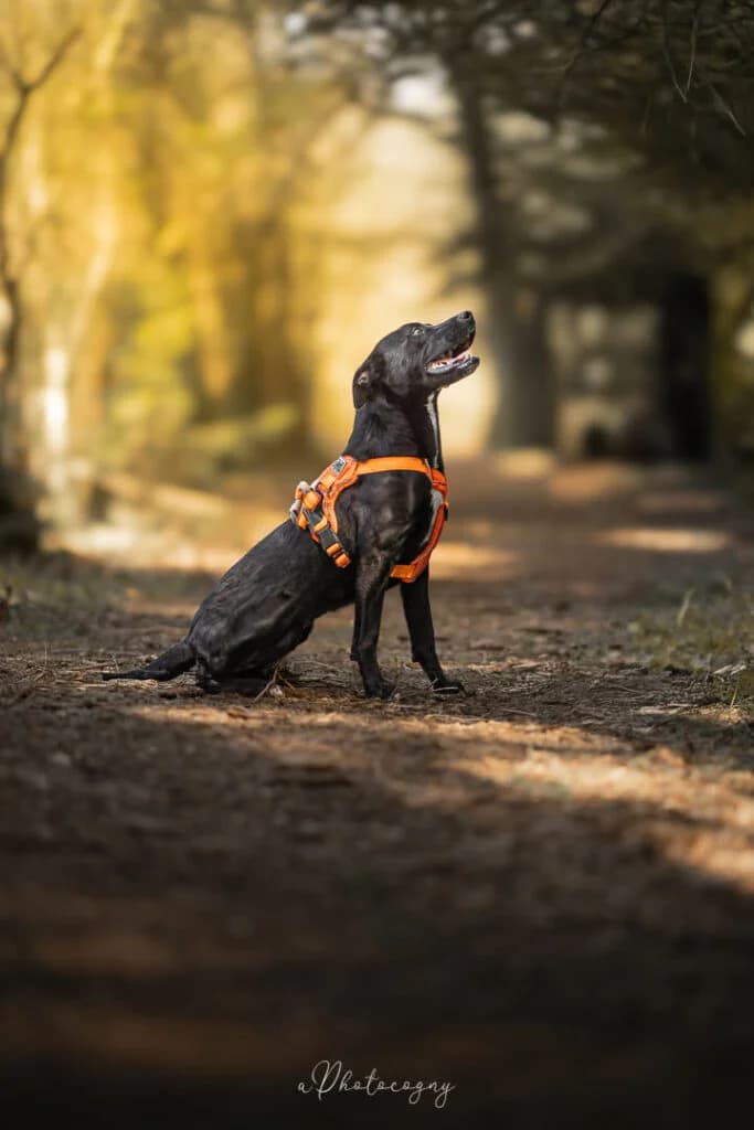 Caline, female Labrador Retriever for adoption at SPA de la Haute-Vienne, Couzeix