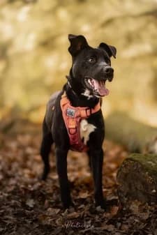 Caline, male Labrador Retriever for adoption at SPA de la Haute-Vienne, Couzeix — photo 8 of 9