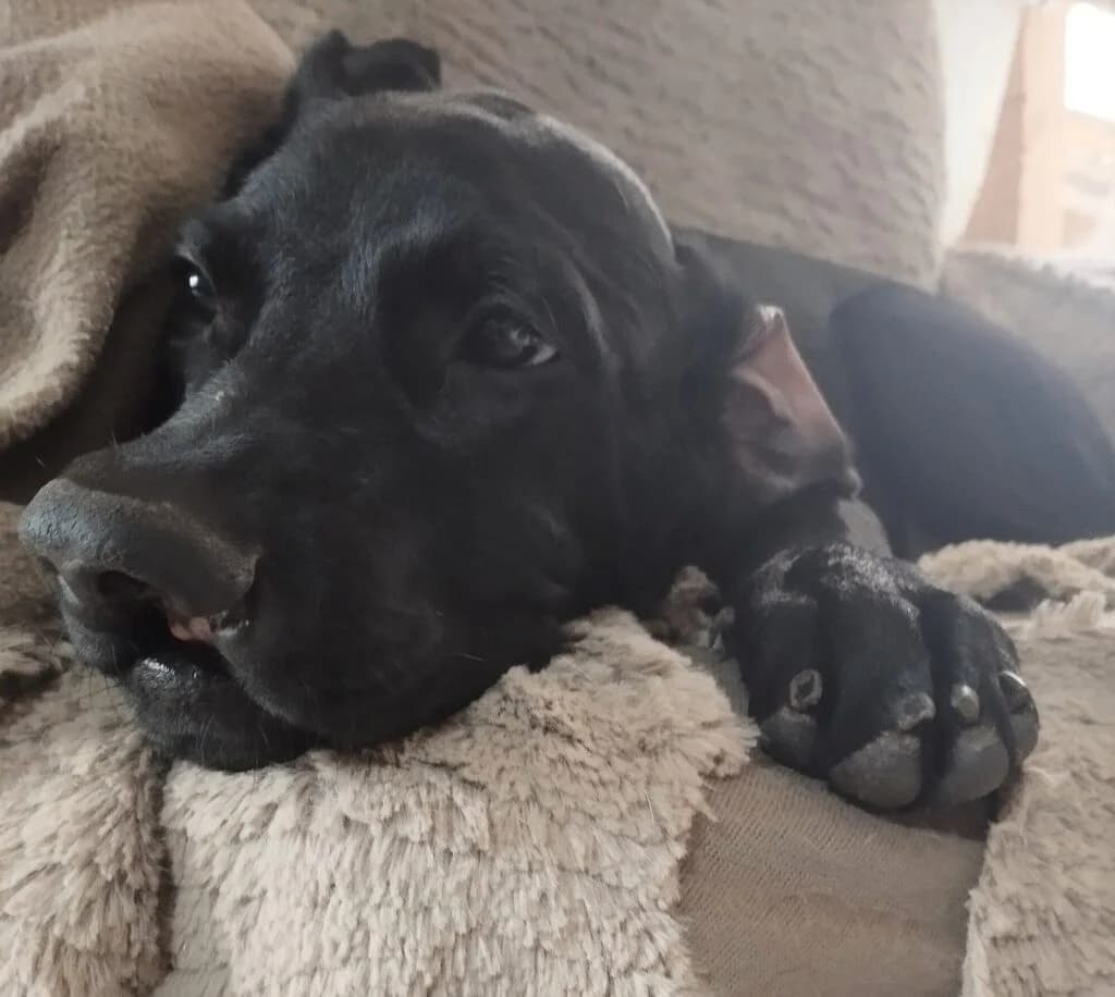 Caporal, male Labrador Retriever for adoption at SPA de la Haute-Vienne, Couzeix