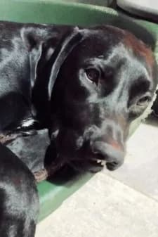 Caporal, male Labrador Retriever for adoption at SPA de la Haute-Vienne, Couzeix — photo 8 of 9