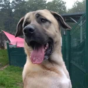 Césur, male mixed breed for adoption at SPA de la Haute-Vienne, Couzeix