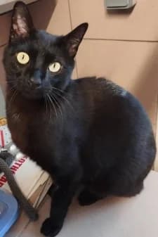 Charles, male 5yo European Shorthair for adoption at SPA de la Haute-Vienne, Couzeix