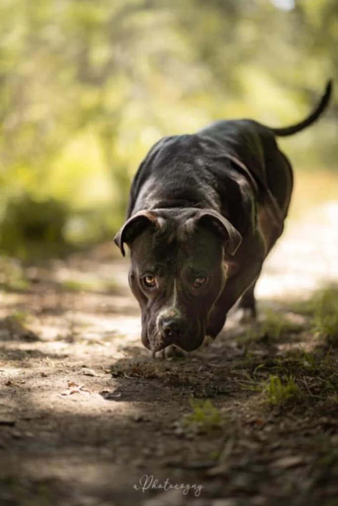 Chelsea, female mixed breed for adoption at SPA de la Haute-Vienne, Couzeix