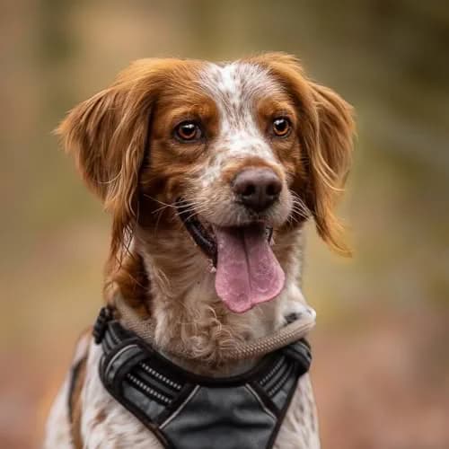 Clayton, male Brittany Spaniel for adoption at SPA de la Haute-Vienne, Couzeix