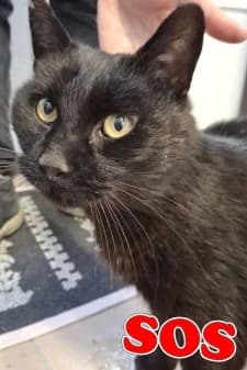 Clovis, male European Shorthair for adoption at SPA de la Haute-Vienne, Couzeix — photo 8 of 9