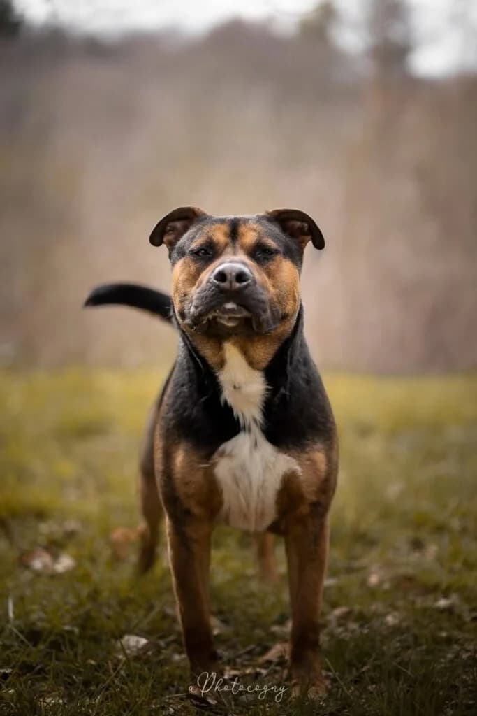 Cooper, male mixed breed for adoption at SPA de la Haute-Vienne, Couzeix