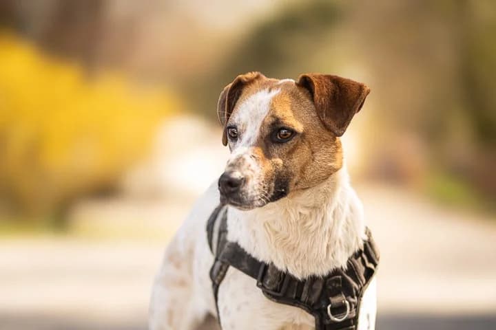 Coquin, male Jack Russell Terrier for adoption at SPA de la Haute-Vienne, Couzeix