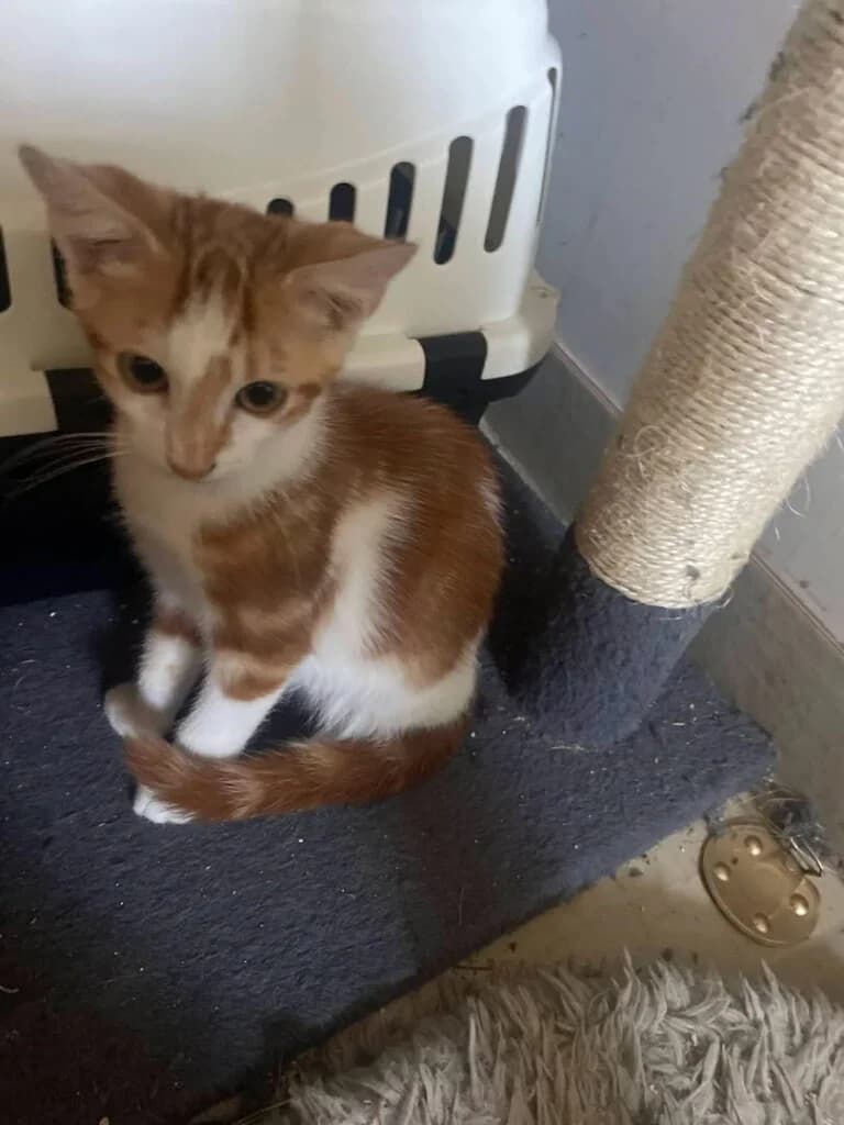 Crachou, male Mixed Breed for adoption at SPA de la Haute-Vienne, Couzeix