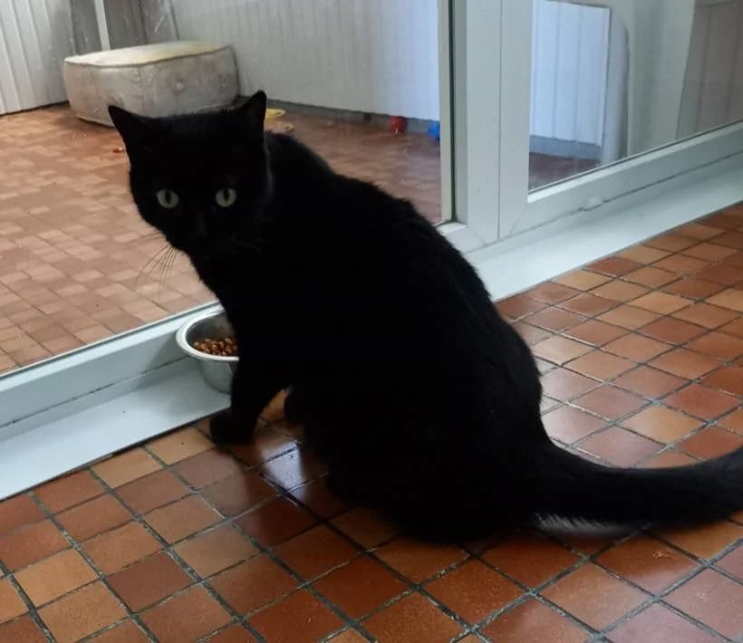 Dakota, female European Shorthair for adoption at SPA de la Haute-Vienne, Couzeix