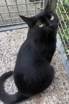 Dakota, male young European Shorthair for adoption at SPA de la Haute-Vienne, Couzeix