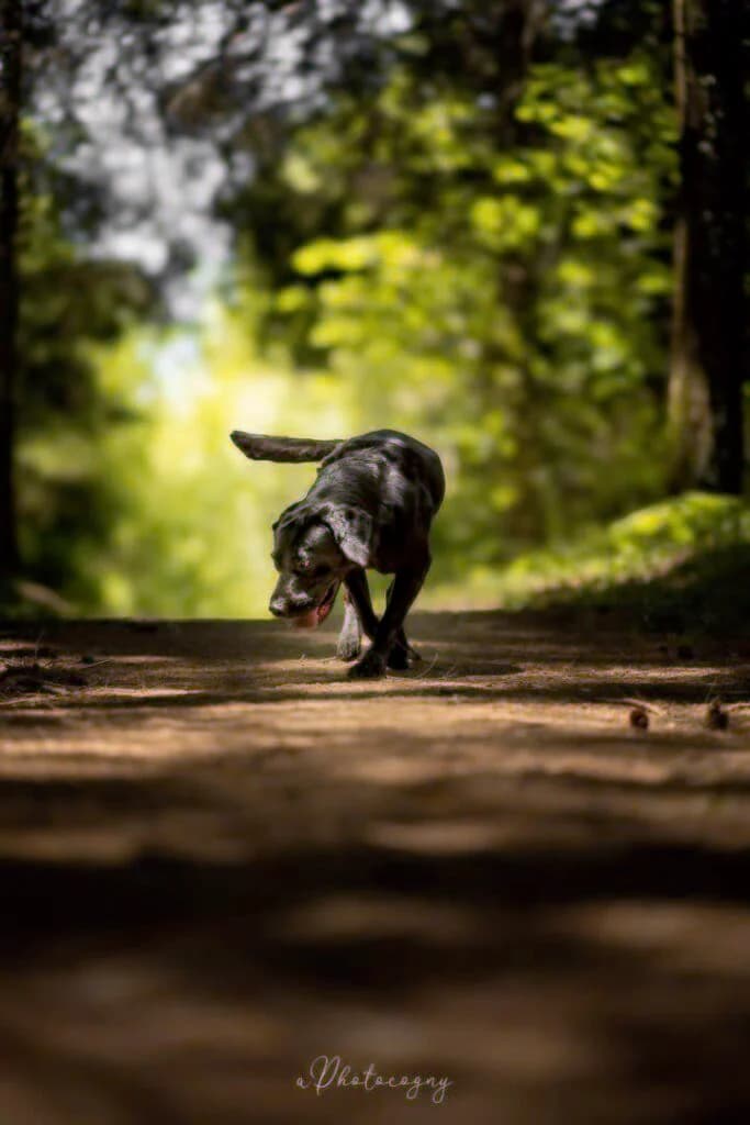Denver, male Labrador Retriever for adoption at SPA de la Haute-Vienne, Couzeix