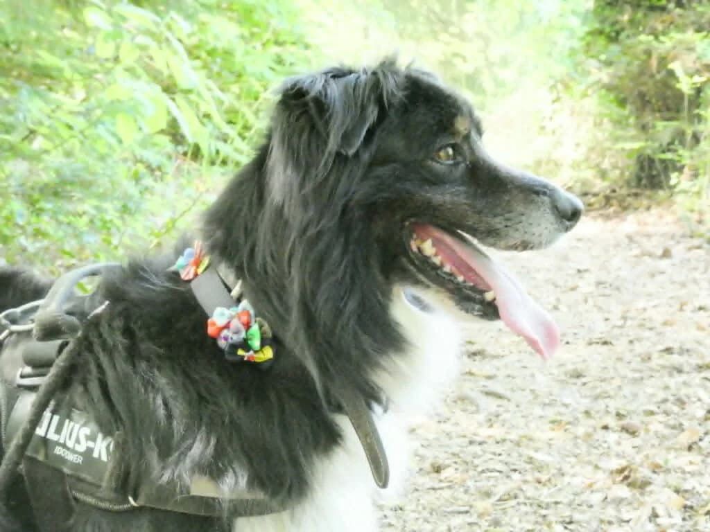 Django, male Australian Shepherd for adoption at SPA de la Haute-Vienne, Couzeix