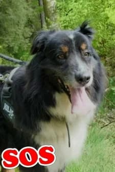 Django, male senior Australian Shepherd for adoption at SPA de la Haute-Vienne, Couzeix