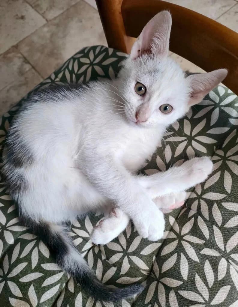 Eden, male Mixed Breed for adoption at SPA de la Haute-Vienne, Couzeix