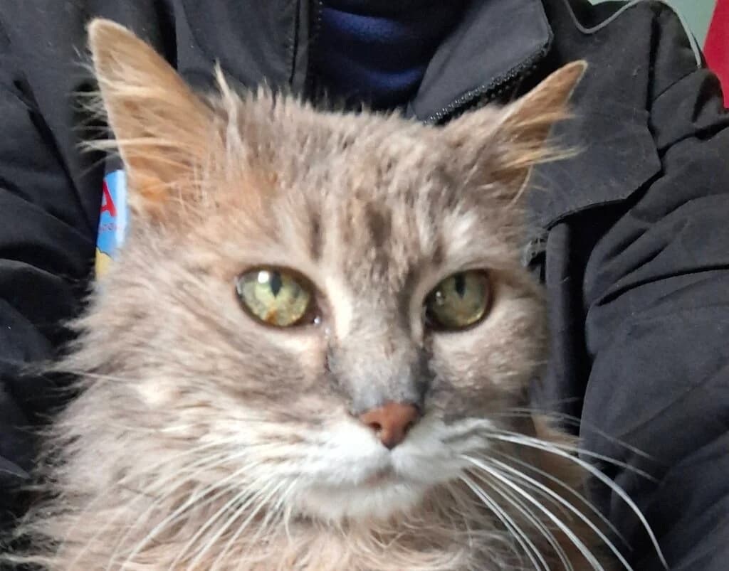 Féline, female European Shorthair for adoption at SPA de la Haute-Vienne, Couzeix