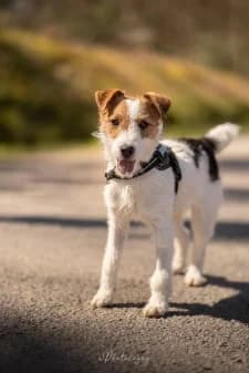 Fifi, male young mixed breed for adoption at SPA de la Haute-Vienne, Couzeix
