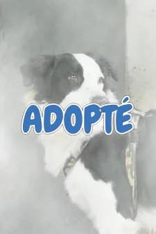 Flint, male Border Collie for adoption at SPA de la Haute-Vienne, Couzeix — photo 8 of 10