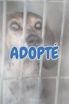 Forest, male Beagle for adoption at SPA de la Haute-Vienne, Couzeix — photo 8 of 10