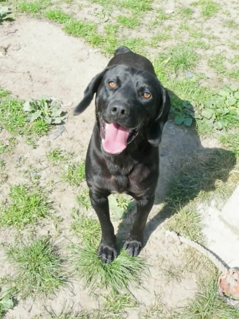 Frankie, male Labrador Retriever for adoption at SPA de la Haute-Vienne, Couzeix