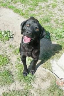 Frankie, male young Labrador Retriever for adoption at SPA de la Haute-Vienne, Couzeix